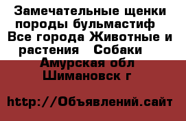 Замечательные щенки породы бульмастиф - Все города Животные и растения » Собаки   . Амурская обл.,Шимановск г.